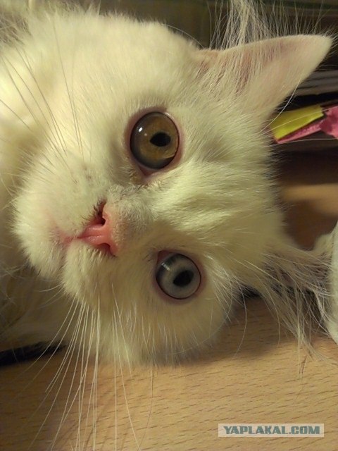 Котовторник  4.09.12