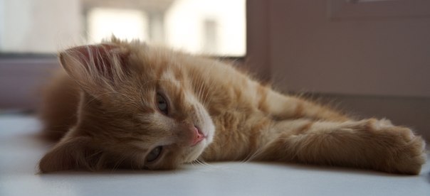 Котовторник ( 23.10. 2012. )