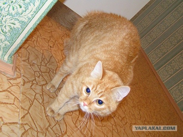 16 лучших котов сезона