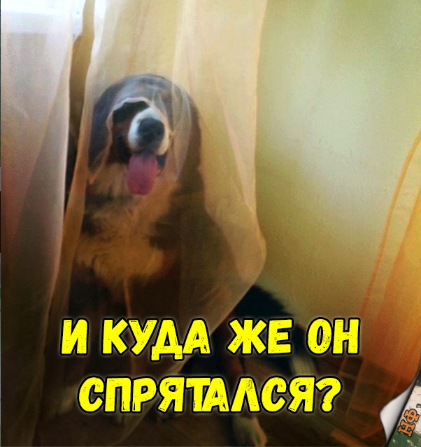 Милые животные. Мимиметр сломался