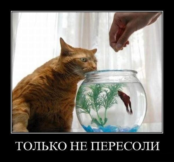 Демки и ностальджи