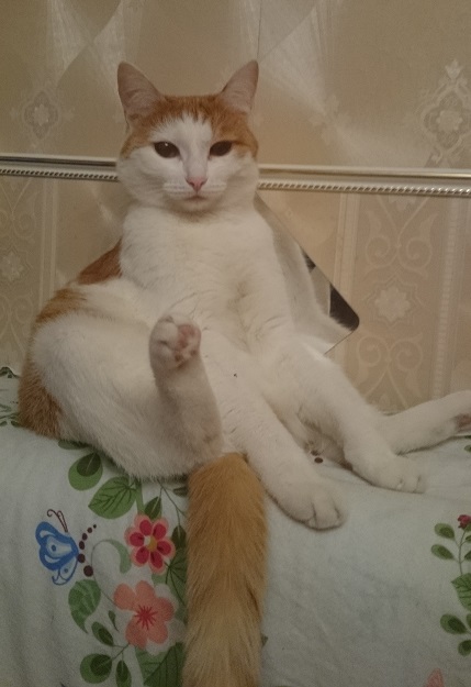 Кошки отдыхают