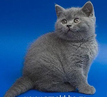 Возьмите котенка!