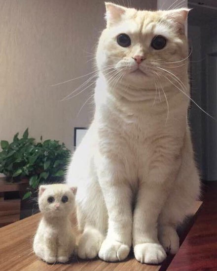 Забавные картинки с котами из сети