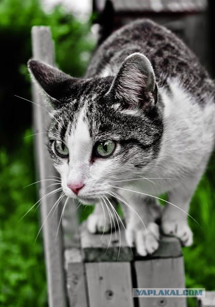 Задорные заборные котэ