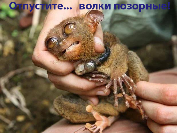 Долгопят: Демон, смешавший в себе кошку, сову, осьминога, кенгуру, крысу и летучую мышь
