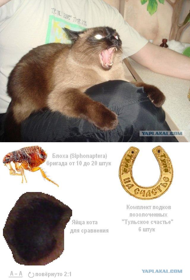 Фотожаба: Что с котэ?