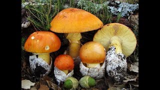 Грибы полезные
