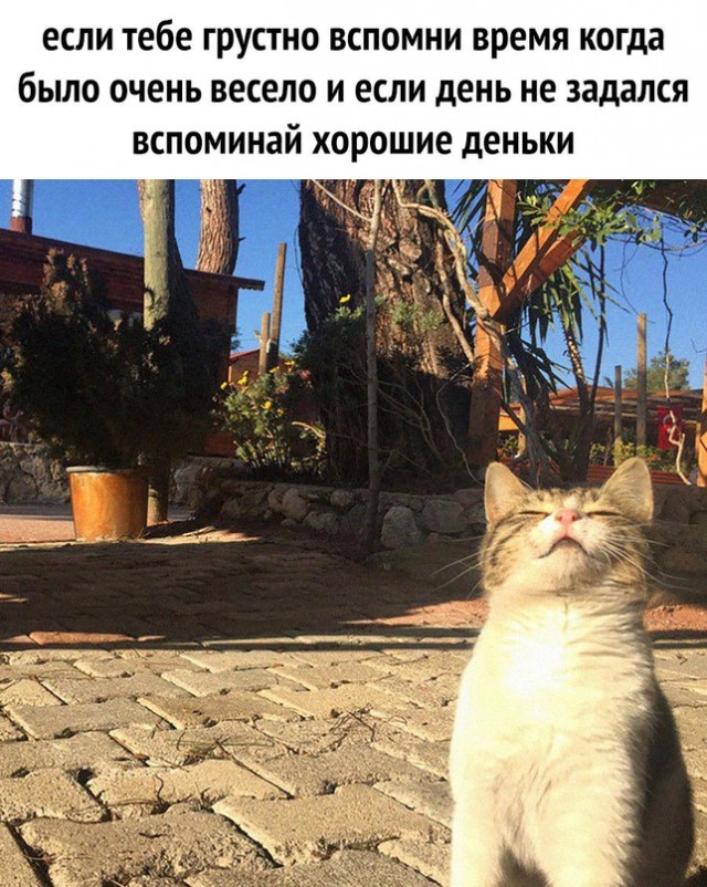 Картинки и мемы для настроения - 15