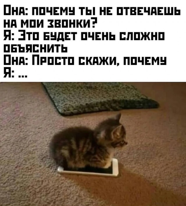 Котоюмор на ЯП. Веселые кото-картинки!