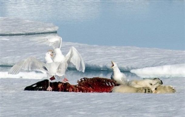 Загадочная Арктика (11 картинок)