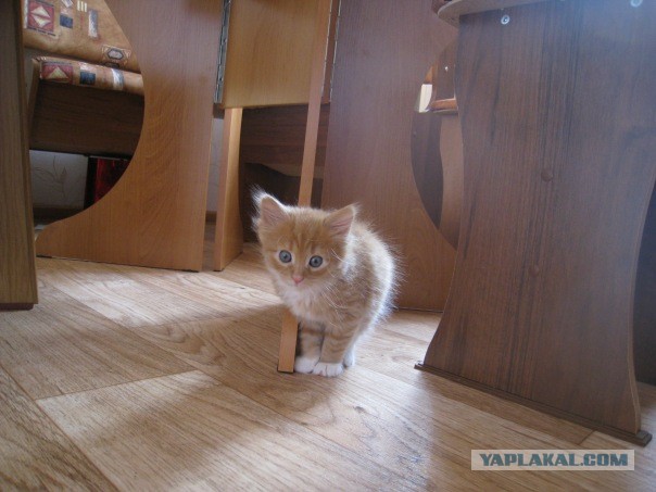 Котовторник 09.04.2013