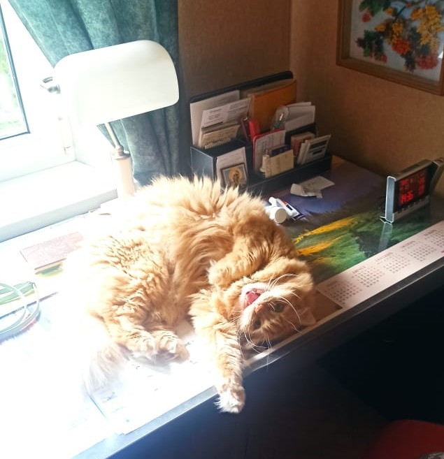 Котовторник Рыжих