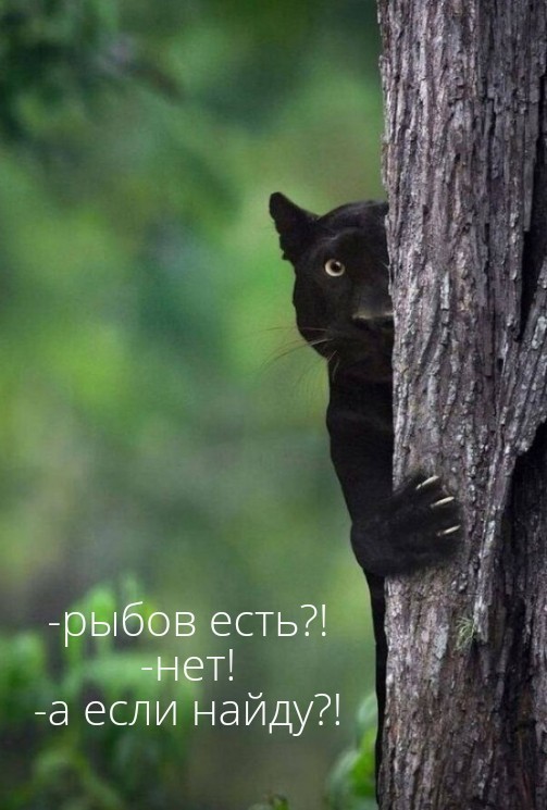В Индии сфотографировали самую стеснительную пантеру — фотограф следовал за ней несколько недель ради нескольких кадров