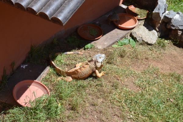 Хочу дачу на канарах!