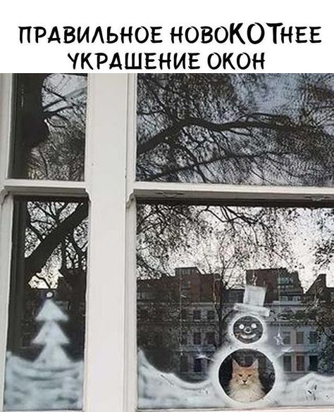 Жизнь домашнего приюта "Котоленд" 420