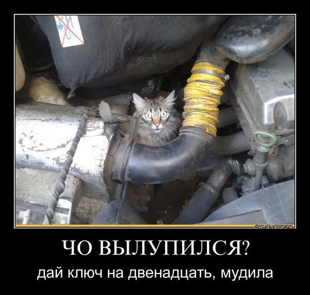 Заметил котэ