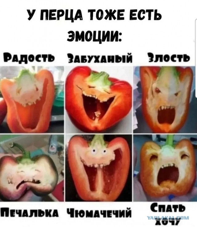 Доброе утро, падонги!