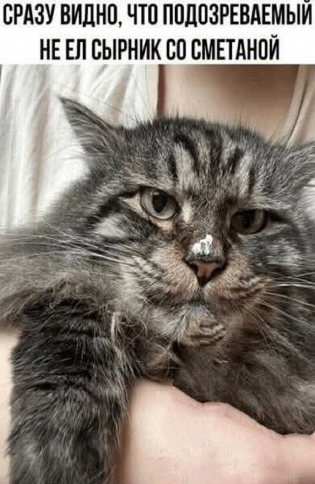 Кот ты ауел???