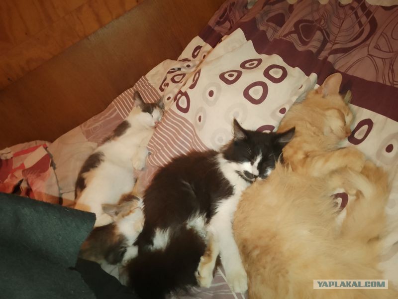 Жизнь домашнего приюта для котеек 552