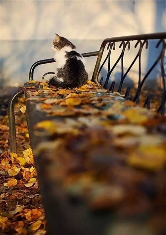 Осенний кот