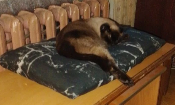 Привет, котовторник.