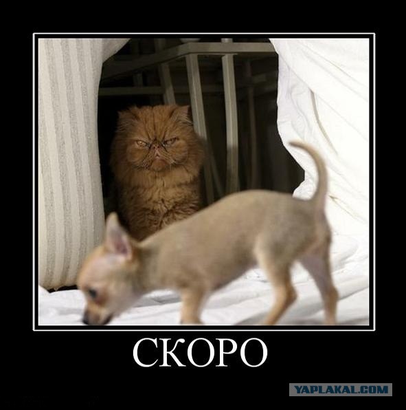 Да он же мёртвый!