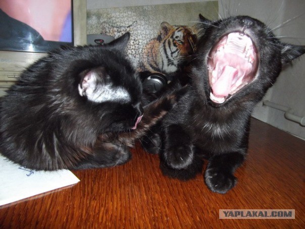 Котовторник  25.03.2014