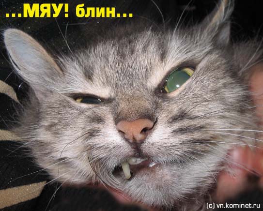 Не совсем удачные фотографии животных
