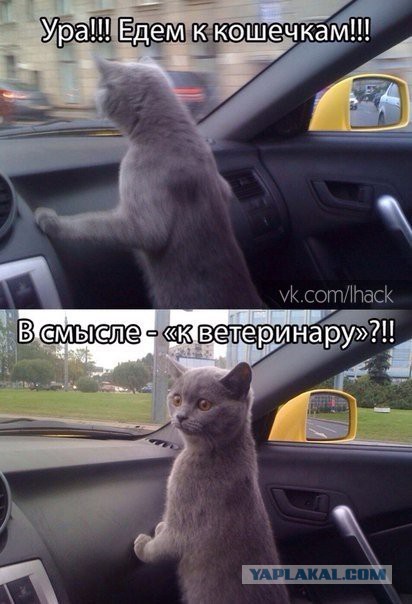 Смешные картинки