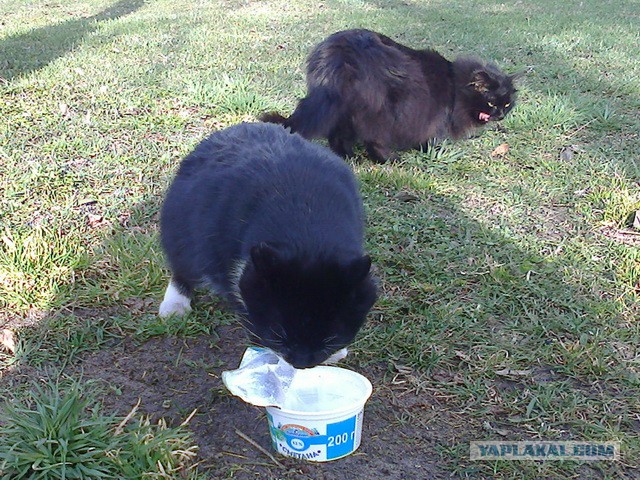 Котовторник 22.07.14