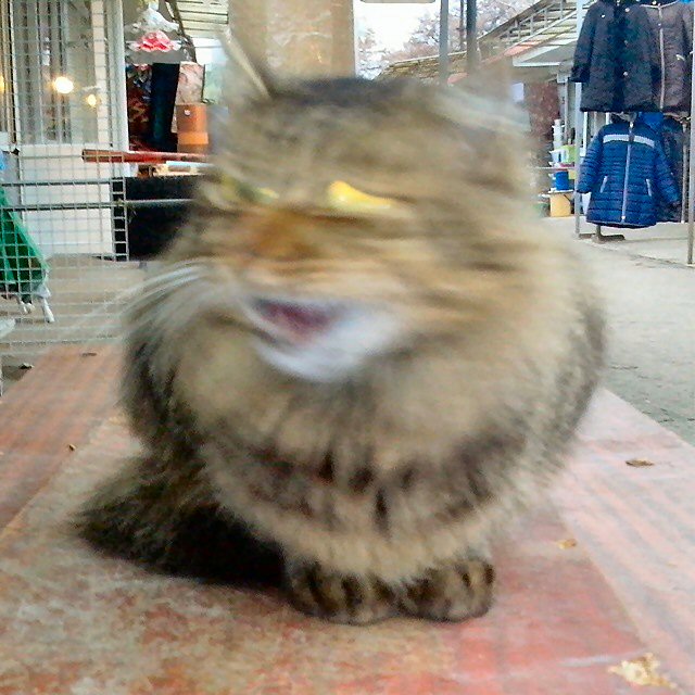 Котовторник 18.11.2014