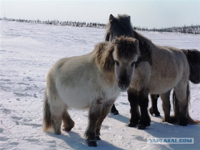 И полцарства за коня...
