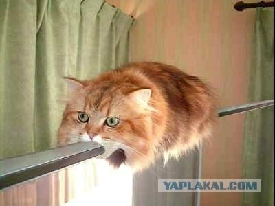 Украли моего эльфа!
