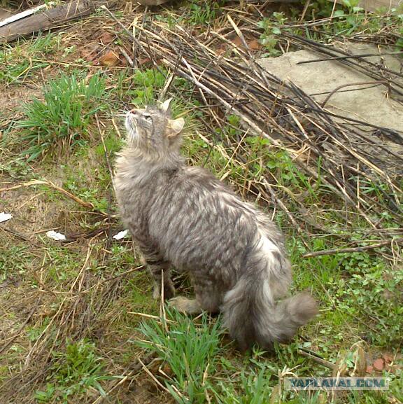 Котовторник 15-09-2015 !