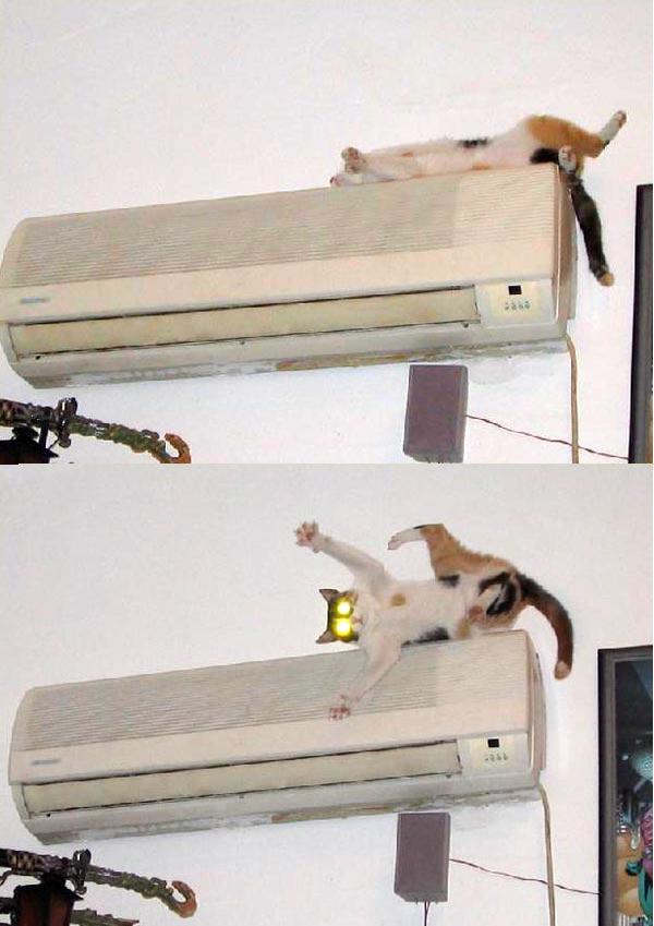 Коты, кошки, котята