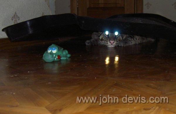 Кое-что о Камышовых  котах