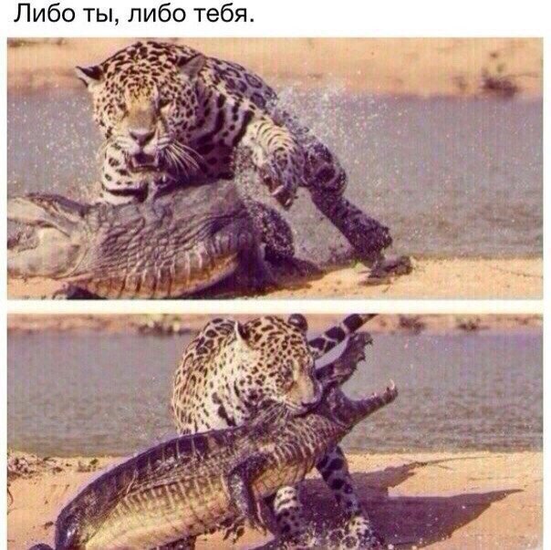 Мохнатые беспредельщики
