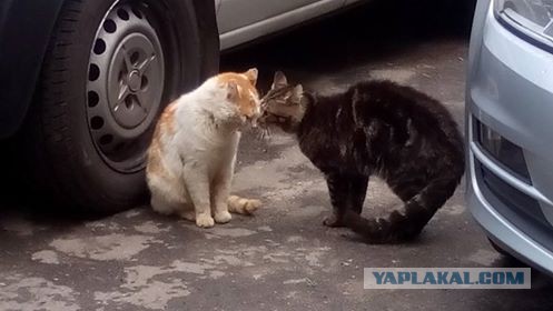 Котовторник  10.05.2016
