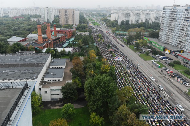 Пастушья собака за работой