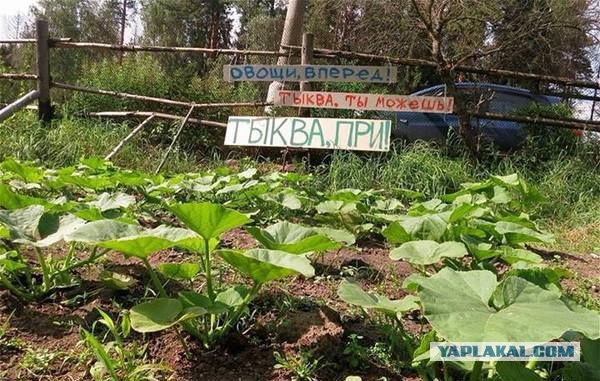 Подборка странных картинок с не менее странными надписями