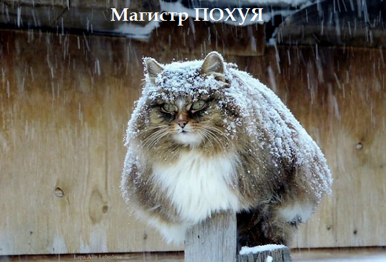 Самые смешные животные