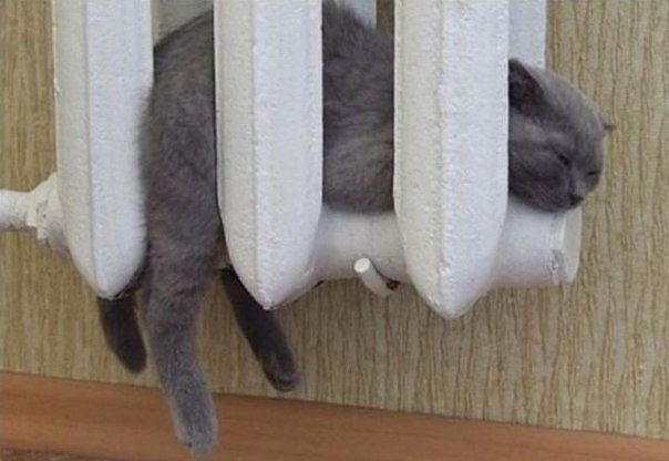 Если кот спит, значит, кот сыт