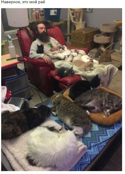Коты лишними не бывают