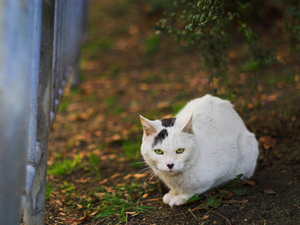 Коты и Кошки