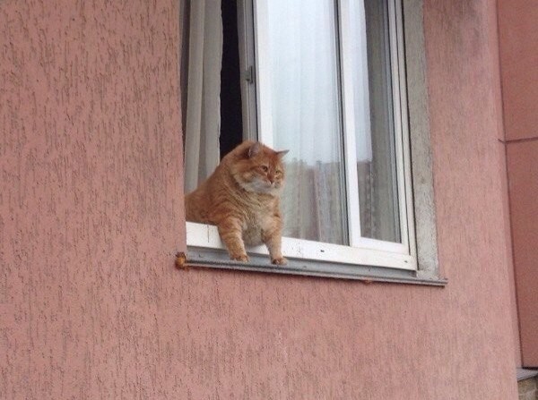 Коты и Кошки