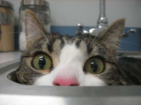 Котофото, сделанные в нужный момент