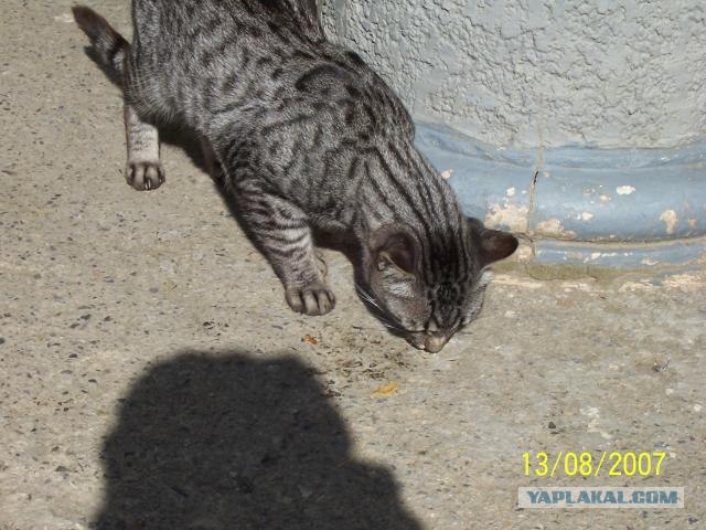 Котовторник на ЯПлакал!