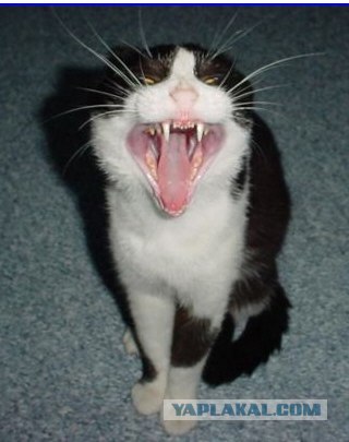 УРРААА ! Котовторник на ЯПлакалъ !
