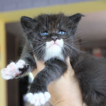 Кот с человеческим лицом